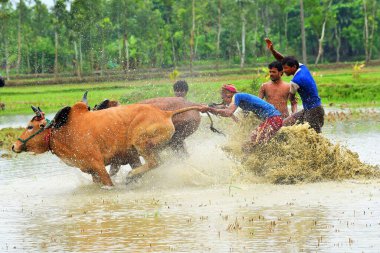 Moichara sığır yarışı festivali Herobhanga köyü, Canning tren istasyonu, Batı Bengal, Hindistan, Asya 