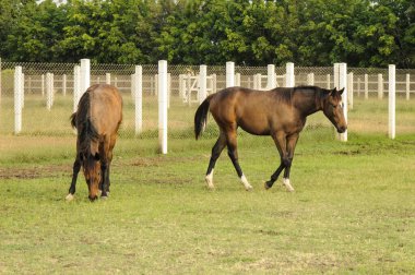 Poonawalla damızlık çiftliği, pune, maharashtra, Hindistan, Asya
