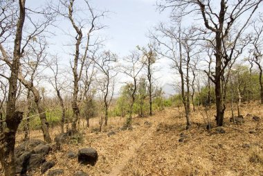 Yazın orman Malshej ghat; Maharashtra; Hindistan