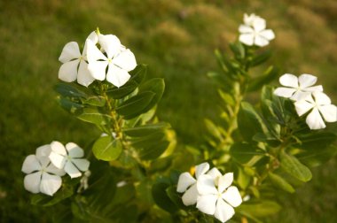 Beyaz çiçekler, yaygın adı Creeping Phlox, Botanik adı Phlox subulata, Polemoniaceae Phlox Ailesi, Hindistan 