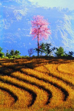 Renkli ağaçlı pirinç tarlası, Sikkim, Hindistan, Asya