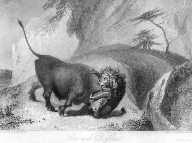 Aslan öldüren bufalo, Hindistan, Vintage renksiz taş baskısı
