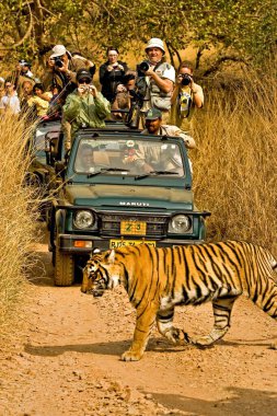Fotoğrafçılar orman raylarında kaplan panthera tigris tigris fotografları çekiyor, Ranthambore ulusal parkı, Rajasthan, Hindistan