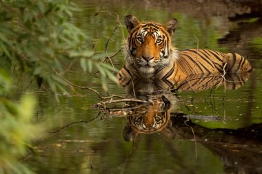 Vahşi kaplan Ranthambhore Ulusal Parkı, Hindistan ormanlarında bir su birikintisinde oturuyor.