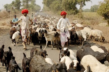 Shepherd Sheep and Goats, Akola, Akot, Maharashtra, India  clipart