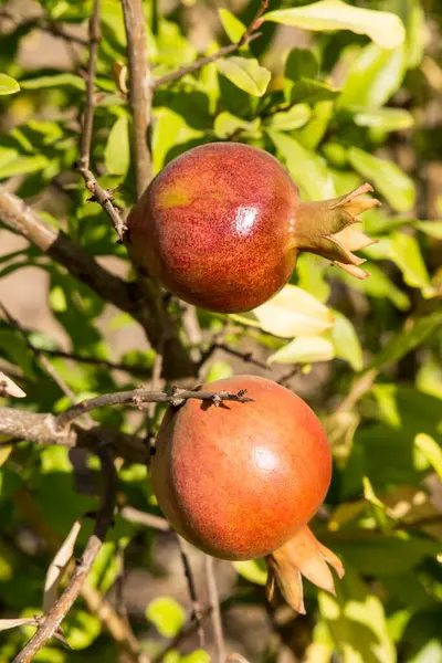 stock image pomegranate tree, sangli, maharashtra, India, Asia