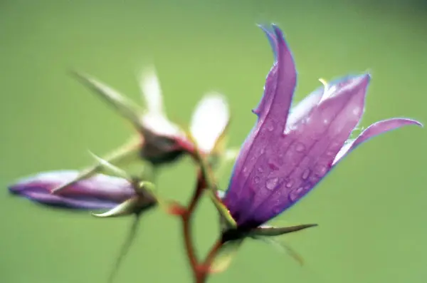 stock image Large Bell Flowers Campanula latifolia