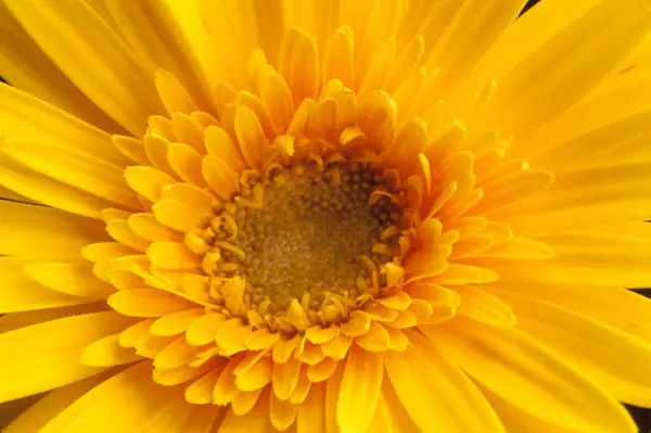 stock image yellow Gerbara flower close up