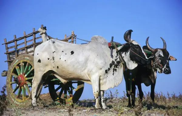 Stock image Bullock cart on Indian street, daytime view 