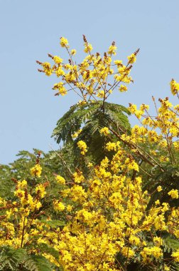 Peltofcrum Bakır kapsülü, Bombay Mumbai, Maharashtra, Hindistan 