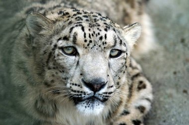 Wild animal Snow Leopard (Panthera uncia ) or Ounce portrait near Simla ; Himachal Pradesh ; India clipart