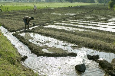 Pune, Maharashtra, Hindistan yakınlarındaki Ralegan Siddhi 'de sulama. 