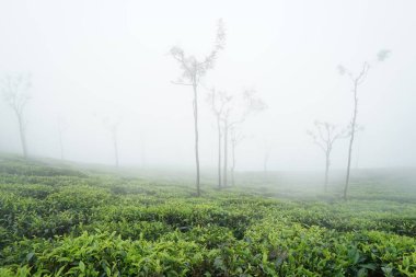 Çay çiftliği, çay evi, Singara Konağı, Coonoor, Nilgiris, Tamil Nadu, Hindistan