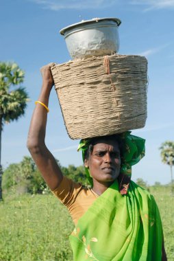 Hindistan, Tamil Nadu 'da Vadalur yakınlarında toplanmış fındık taşıyan kırsal bir kadın.   