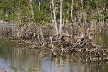 Mangrove, Redskin Adaları, Andaman Nicobar Adaları, Bengal Körfezi, Hindistan 
