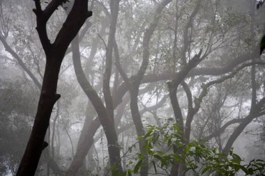 View of forest in Monsoon Season on Hill station ; Matheran ; Maharashtra ; India clipart