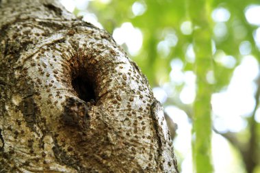 Sanjay Gandhi Ulusal Parkı, Borivali, Bombay Mumbai, Maharashtra, Hindistan 'da ağaç gövdesi dokusu.