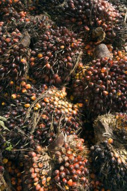 Petrol palmiyelerinin kırmızımsı meyveleri Arecaceae 'nin iki türünden oluşur; Kerala; Hindistan