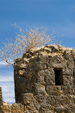 Chikhaldara 'daki Gavilgad kalesinin duvarında kurumuş çalı; Amravati ilçesi; Maharashtra; Hindistan