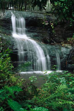 NelliyamPathy Şelalesi, Hillstation, Kerala, Hindistan