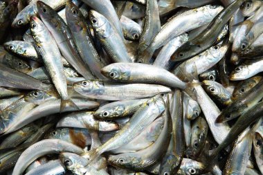 Taze balık, Yipin Adası, Kerala, Hindistan