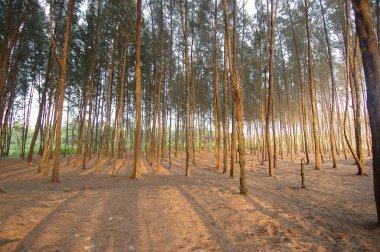 Casuarinas ağaçları; Tarkarli; Malvan; Sindhudurga; Maharashtra; Hindistan
