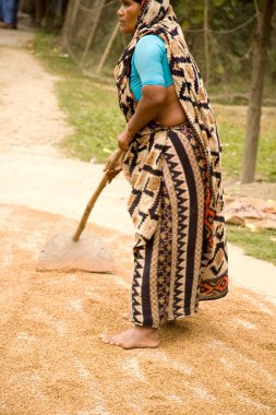 Woman drying grains on road ; small village Tauta ; district Manik gunj ; Bangladesh clipart