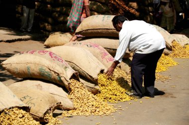 Hindistan 'ın Maharashtra kentindeki Sangli Market' te sergilenen zerdeçal işlemine bakan tüccar 