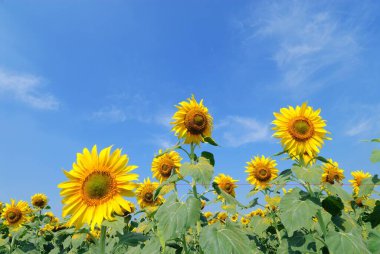 Sunflowers field in India clipart