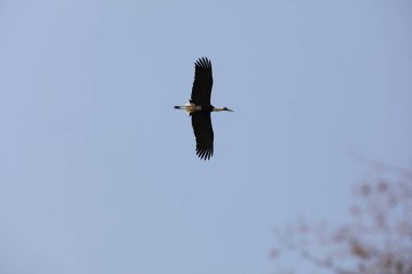 Beyaz boyunlu leylek, İngiliz kız, Gujarat, Hindistan, Asya  