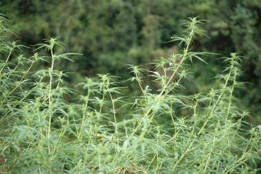 Esrar, marihuana, koti, himachal pradesh, Hindistan 