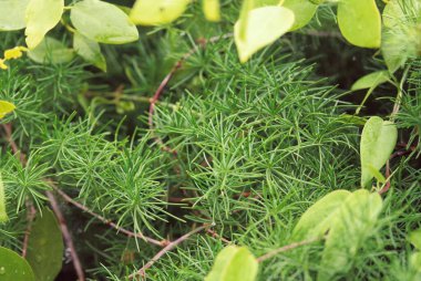 Close up of green plants Shatavri growing wild, astaragus racemosus clipart