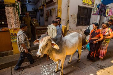 İnek caddesi, Varanasi, Banaras, Benaras, Kashi, Uttar Pradesh, Hindistan 