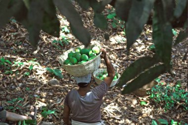 Velas Köyü Ratnagiri Bölgesi, Maharashtra, Hindistan 'da 26 Nisan 2009' da çiftlikte alphonso mango taşıyan işçi. 