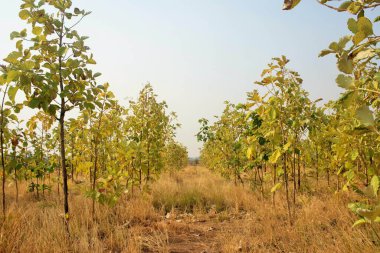 Tik ağacı, Agri, Pune, Maharashtra, Hindistan, Asya