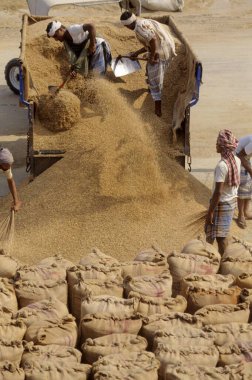 Tarlada hasat, gurudaspur, Punjab, Hindistan 