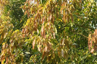 Mangifera indica ağacı, Trivandrum, kerala, Hindistan, Asya