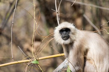 Langur, Tadoba Ulusal Parkı, Maharashtra, Hindistan, Asya