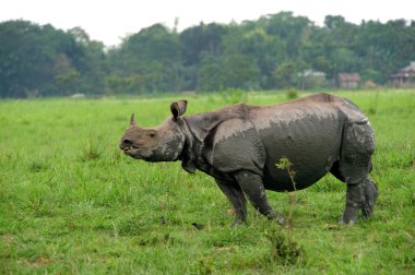 Gergedan unicornis Assam Hindistan Asya