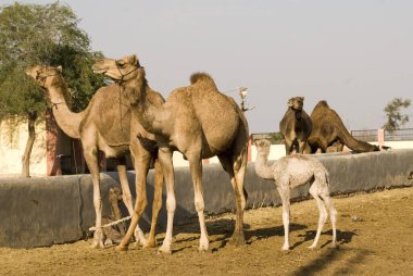 Camel Araştırma Merkezi 'nde develer ve buzağı, Bikaner, Rajasthan, Hindistan 