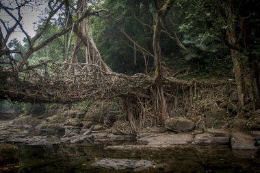 Kök köprü, mawlynnong, meghalaya, Hindistan, Asya