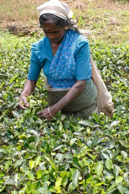 Çay bahçesi, Nuwara Eliya, tepe kasabası, Sri Lanka