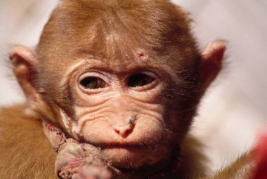 Genç Macaque Maymunu 'nu yakından çek. 