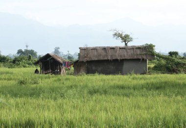 Tarlanın ortasındaki ev, Bongaigaon, Assam, Hindistan 