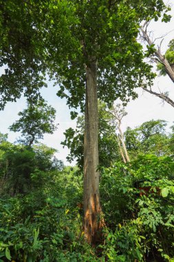 Dev ağaçlar, bastar, chhattisgarh, Hindistan, Asya 