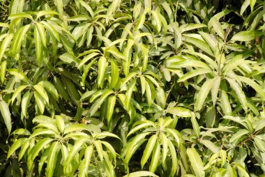 Mango ağacı (Mangifera indica); Raigad bölgesi; Maharashtra; Hindistan
