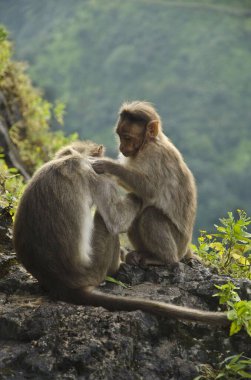 Makakalar Macaca radyatörlerinde Kolhapur Maharashtra Hindistan Asya parazitlerini arıyor.