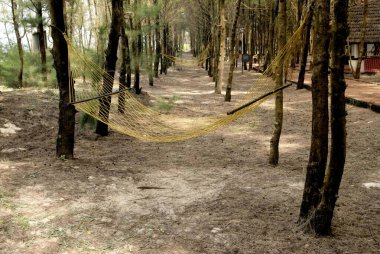 Hammocks tied to cypress trees at Maharashtra tourism development corporation holiday resort at Tarkarli near Malvan; Arabian sea; District Sindhudurg; Konkan coast; Maharashtra; India clipart