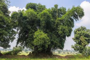 Bambu ağaçları, bastar, chhattisgarh, Hindistan, Asya