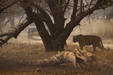 Ranthambhore Ulusal Parkı 'nda kaplan safarisi, Rajasthan, Hindistan, Asya 